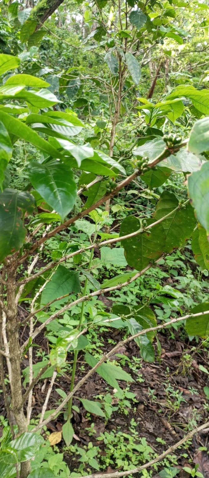 Terreno en venta para desarrollo comercial en Amatitlán - foto 1