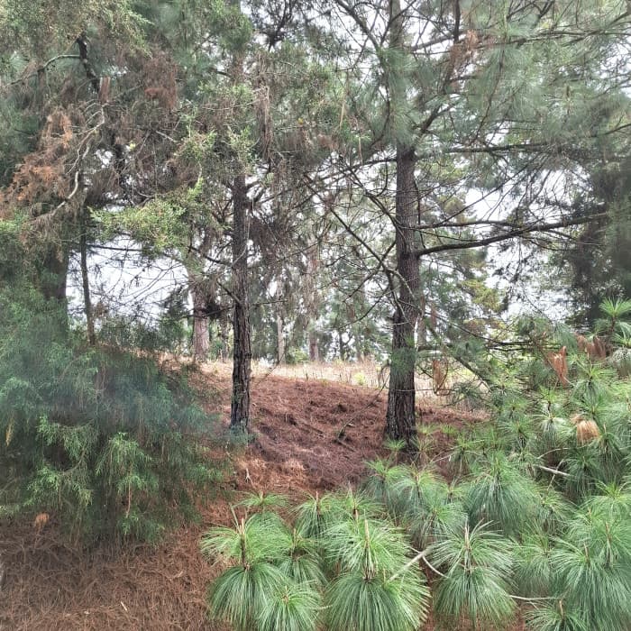 Terreno en Venta en Villa Ecuestre El Pulté Guatemala - foto 1