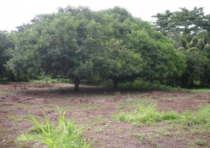 Finca en Venta en  Guanagazapa Escuintla - foto 1