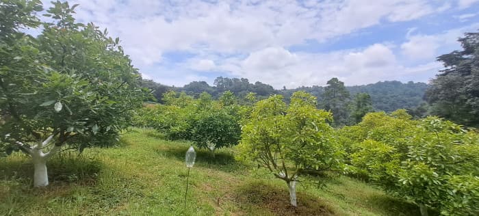 Terreno 1 manzana en venta en Santiago Sacatepequez - foto 1