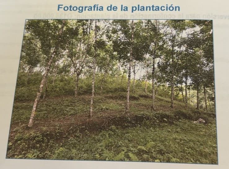 Finca de Hule en Venta en Izabal Guatemala - foto 1
