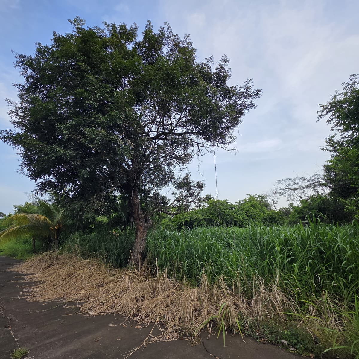 Terreno en venta en Cataratas Uxmel Puerto de San José - foto 2