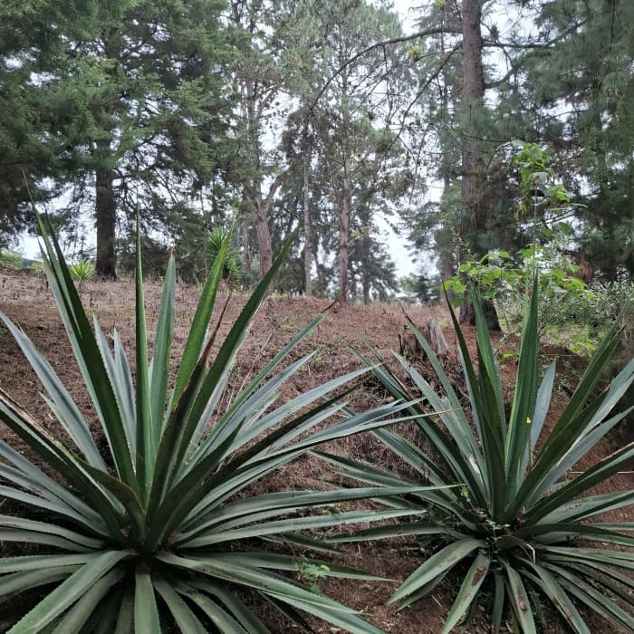 Terreno en Venta en Villa Ecuestre El Pulté Guatemala - foto 3