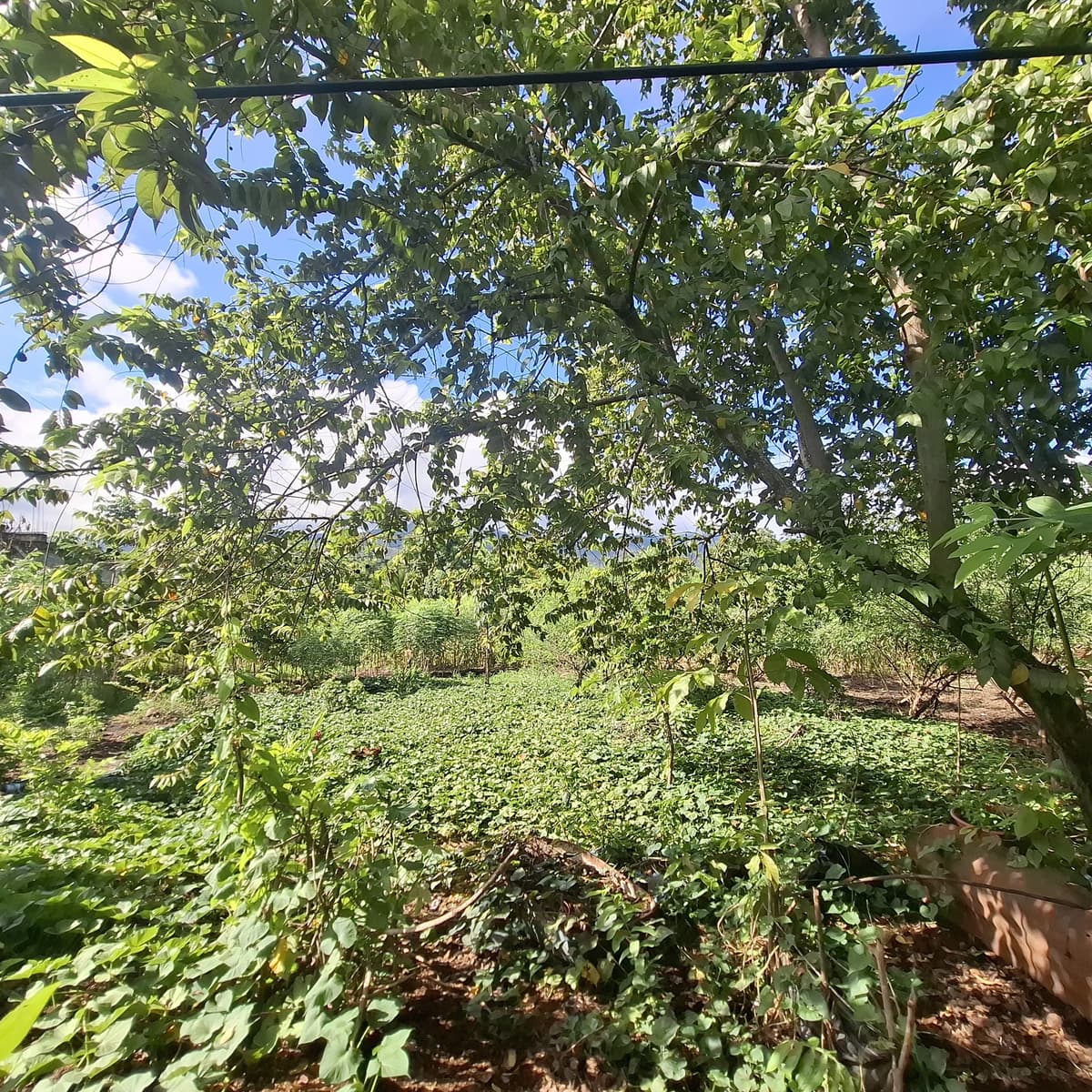 Terreno En Venta En El Estor Izabal Guatemala - foto 2
