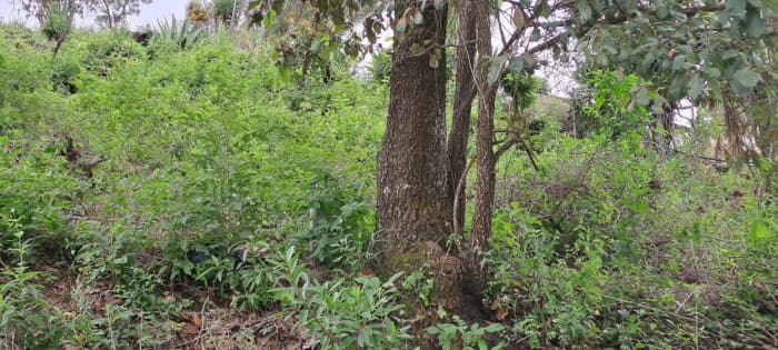 Terreno en venta en San Antonio la Paz el Progreso - foto 4