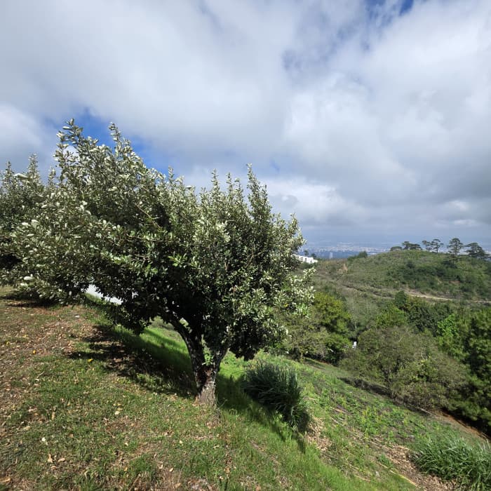 Terreno en venta en El Pulté zona 16 Guatemala - foto 2