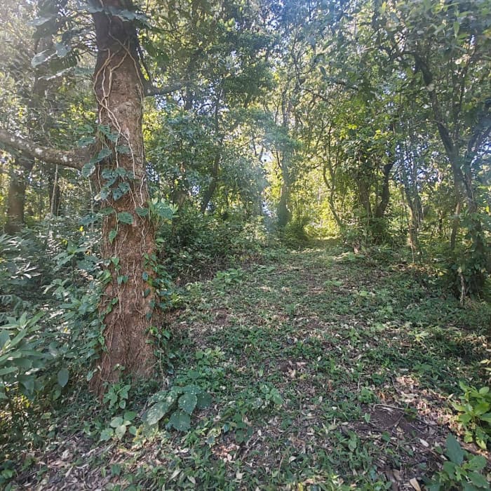 Finca en Venta de 9 manzanas en Fraijanes Guatemala - foto 2