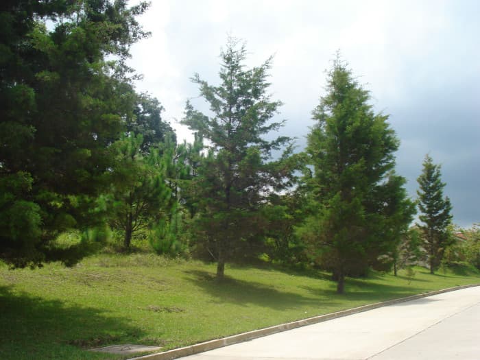 En venta Terreno plano en Casa & Campo  - foto 2