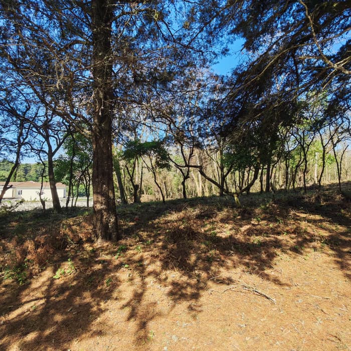 Terreno en Casa & Campo Carretera El Salvador en Venta - foto 3
