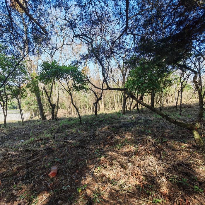 Casa & Campo Terreno en Carretera El Salvador en Venta - foto 4