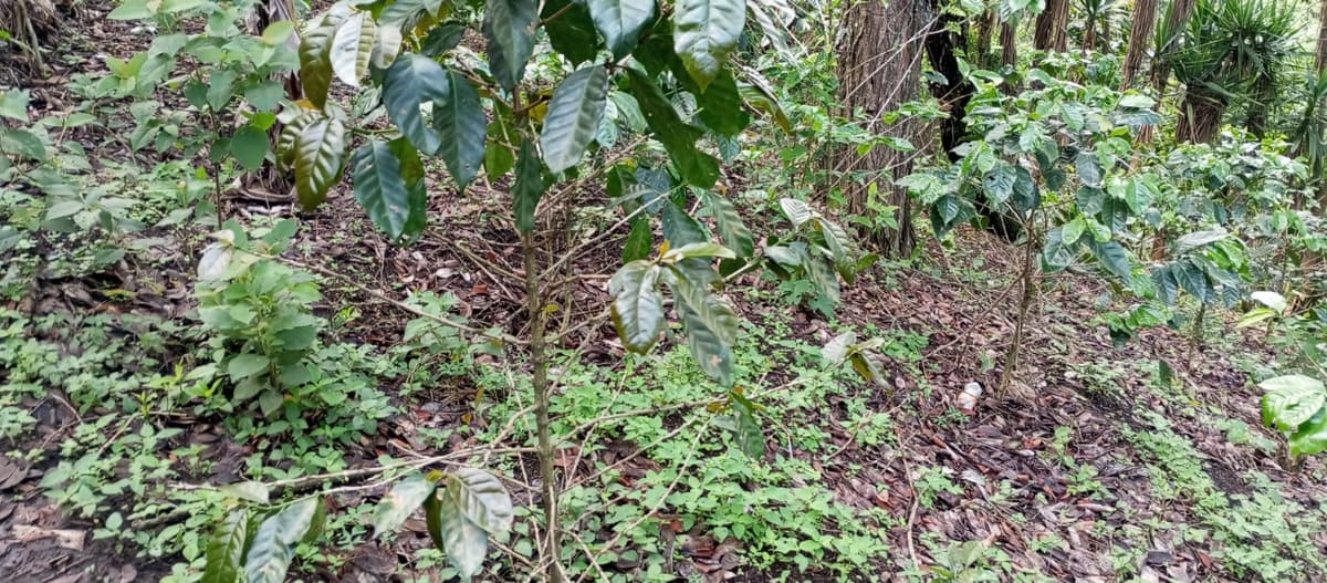 Terreno en venta para desarrollo comercial en Amatitlán - foto 2