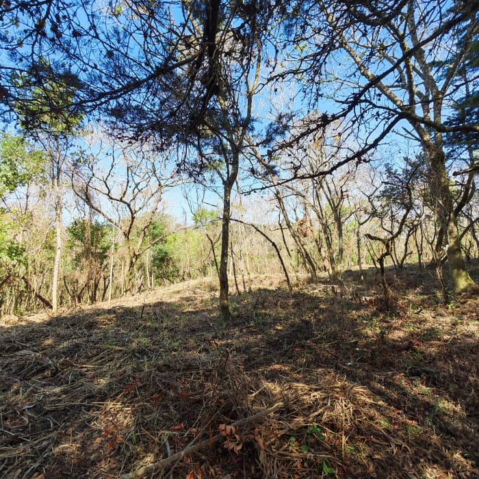 Casa & Campo Terreno en Carretera El Salvador en Venta - foto 2