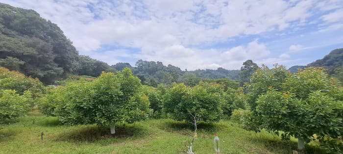 Terreno 1 manzana en venta en Santiago Sacatepequez - foto 3