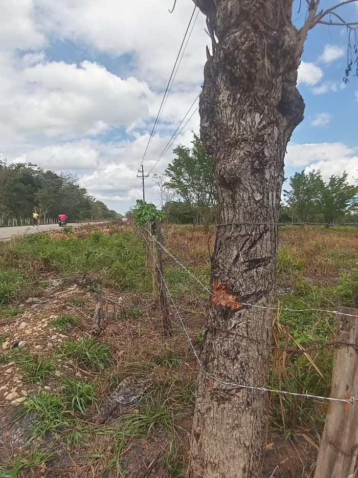 Terreno comercial en venta en Santa Ana Peten  - foto 4