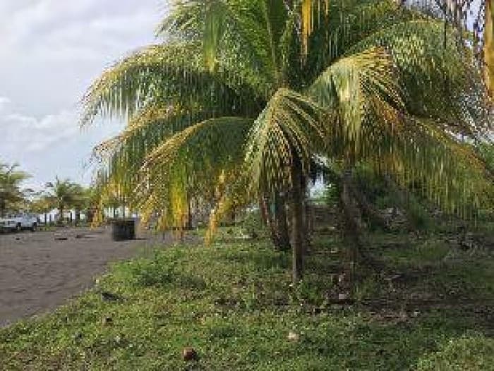 Terreno en Venta Cercano a Juan Gaviota Escuintla - foto 4