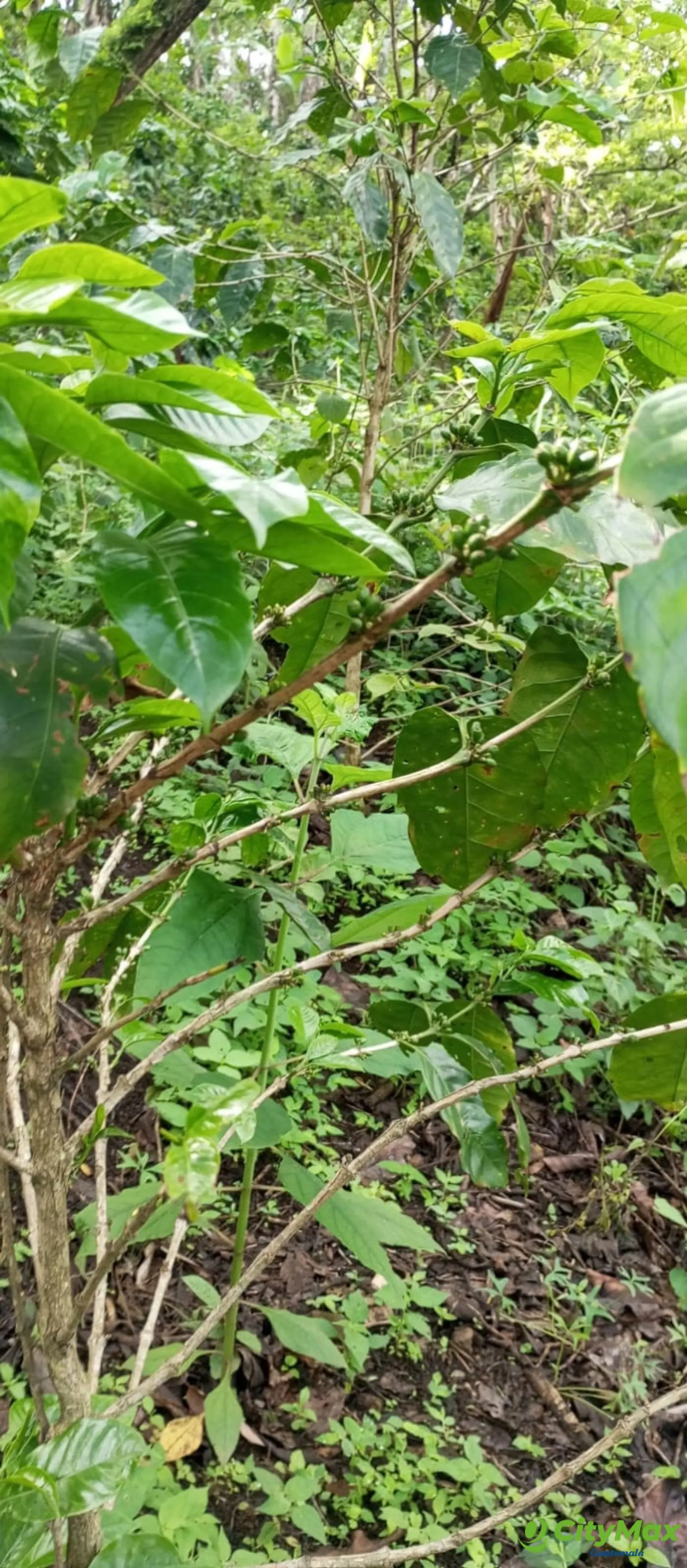 Terreno en venta para desarrollo comercial en Amatitlán - foto 1