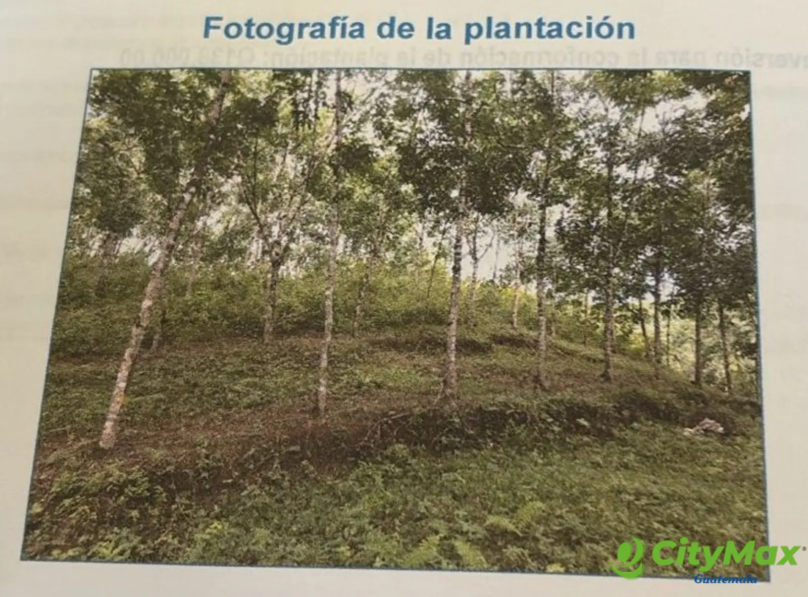 Finca de Hule en Venta en Izabal Guatemala - foto 1