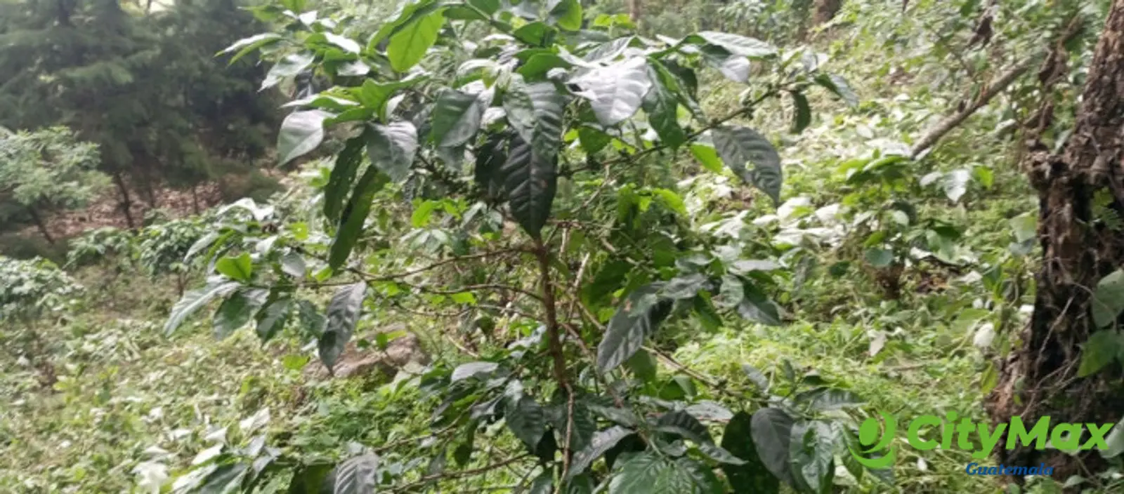 Terreno en venta para desarrollo comercial en Amatitlán - foto 11
