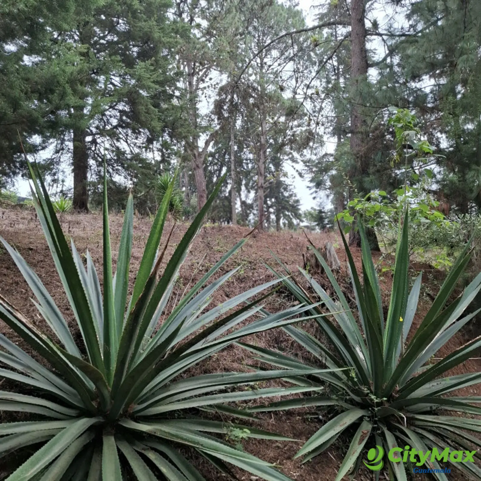 Terreno en Venta en Villa Ecuestre El Pulté Guatemala - foto 3