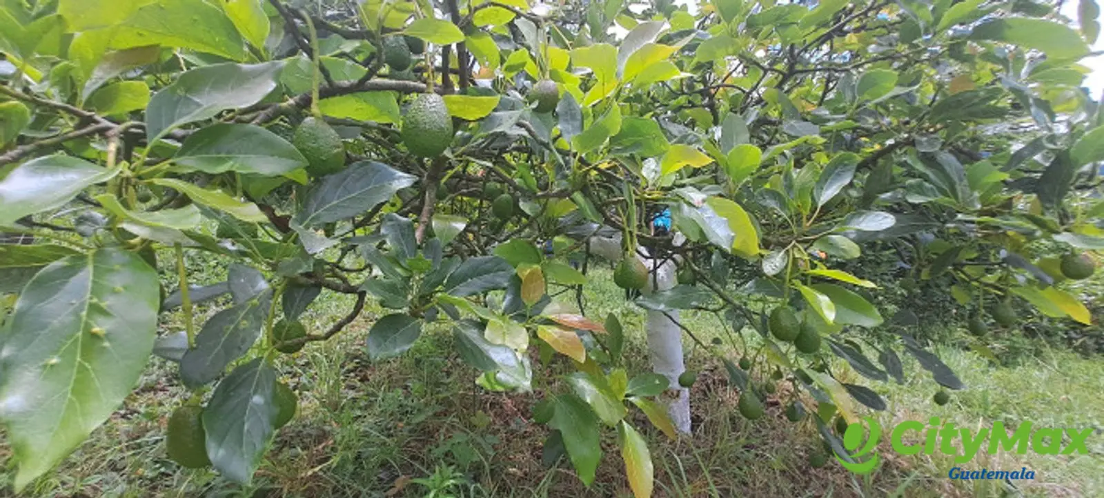 Terreno 1 manzana en venta en Santiago Sacatepequez - foto 11