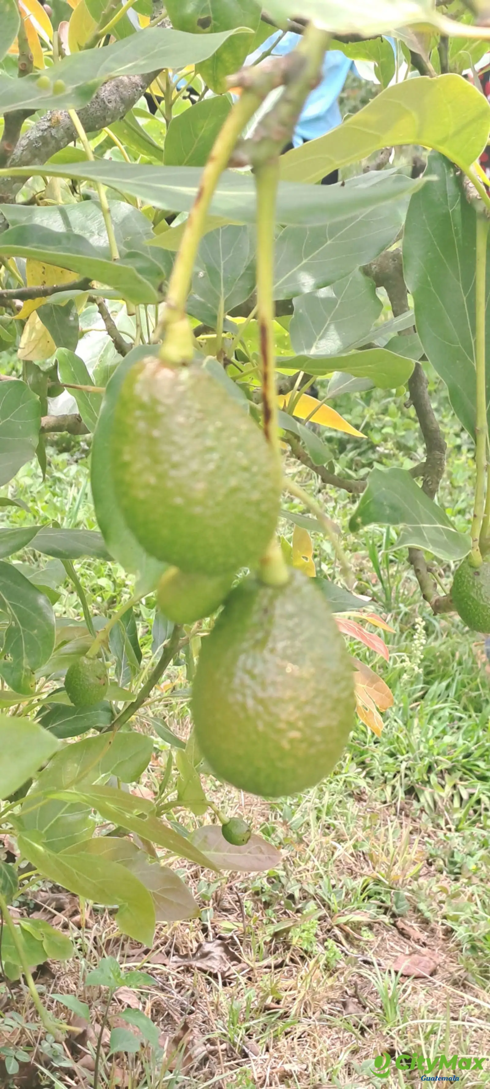 Terreno 1 manzana en venta en Santiago Sacatepequez - foto 13