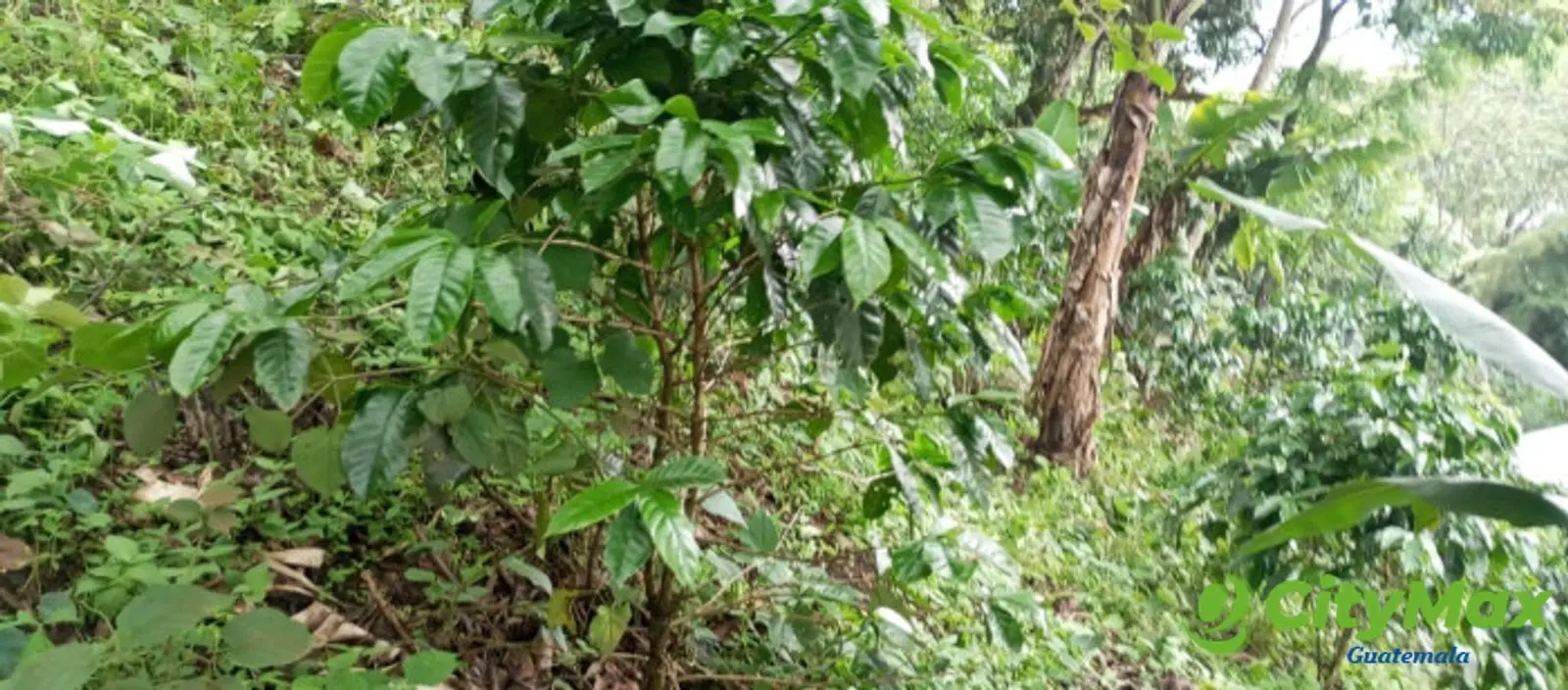 Terreno en venta para desarrollo comercial en Amatitlán - foto 9