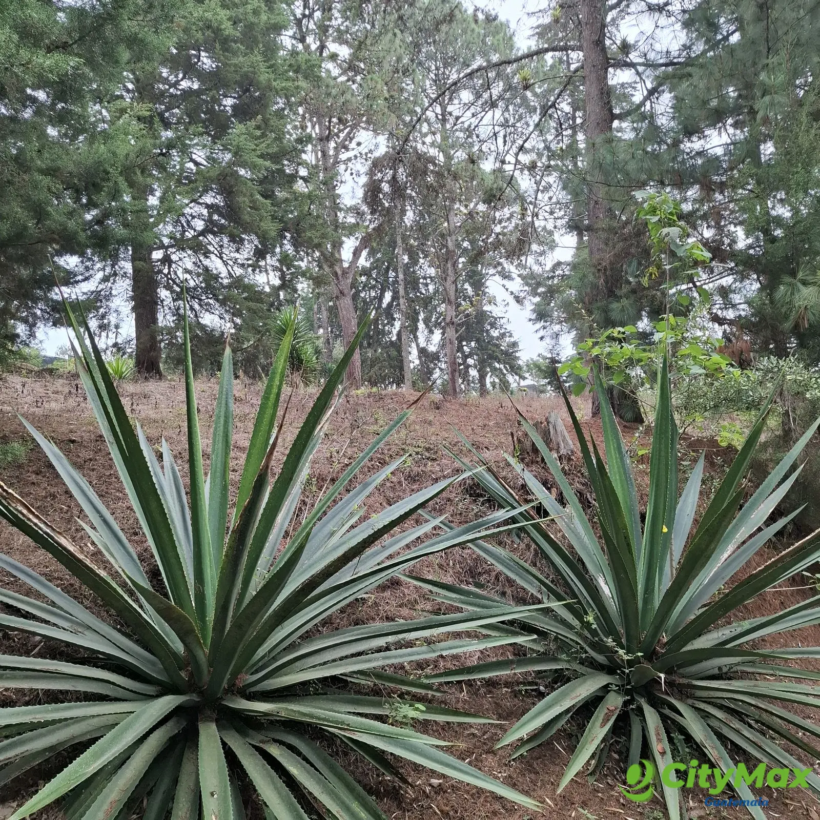 Terreno en VENTA en Zona 16 El Pulté Villa Ecuestre - foto 4