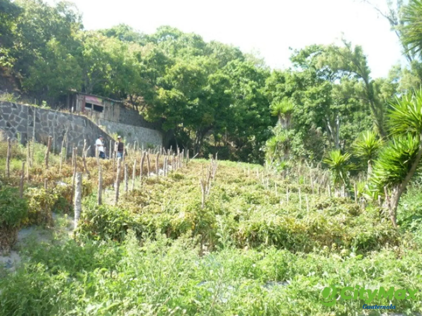 Terreno en venta en Aldea Chuitinamit Santiago Atitlán - foto 3