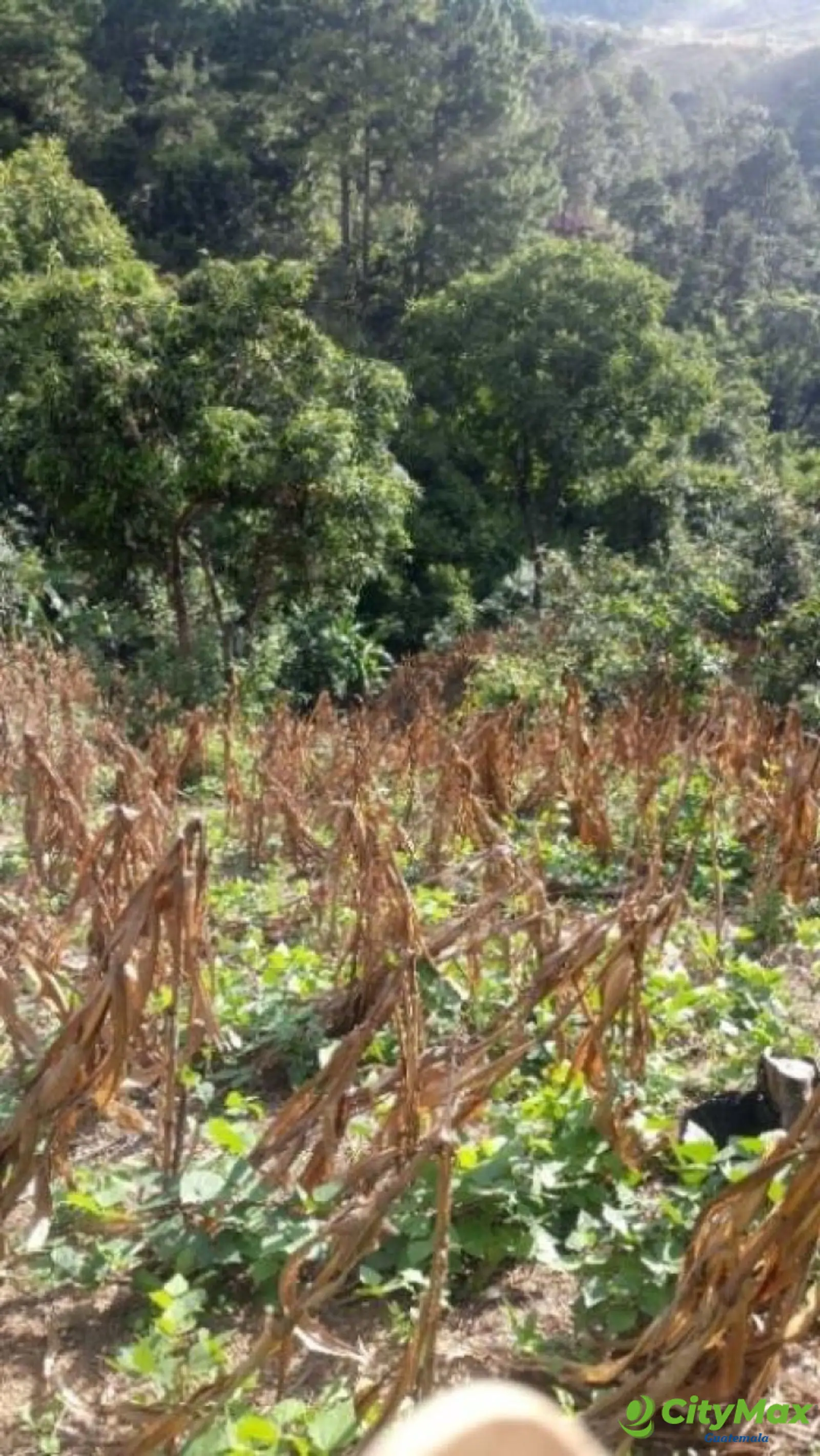 Finca en venta en San Pedro Ayampuc de 7.6 Manzanas - foto 16