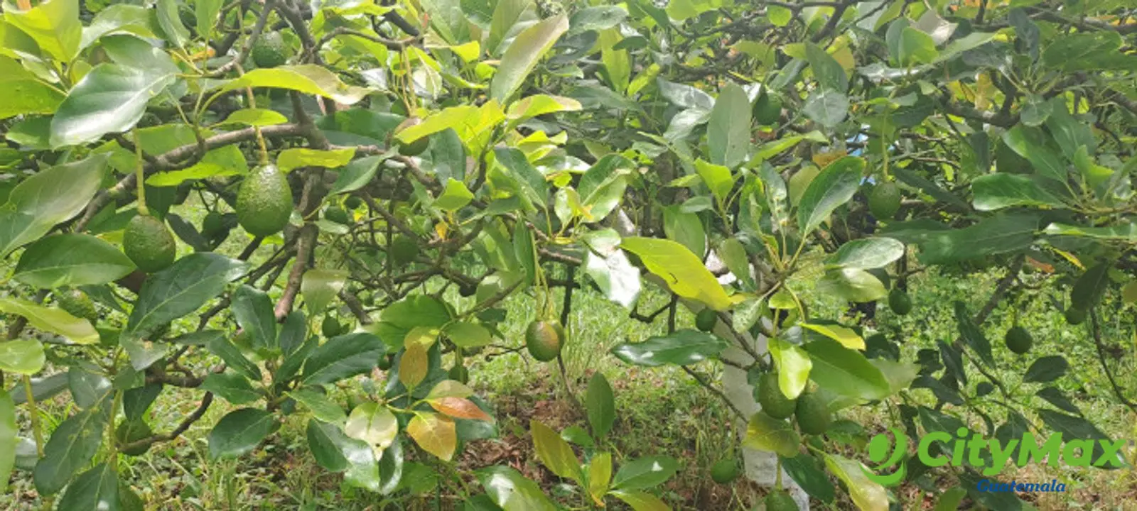 Terreno 1 manzana en venta en Santiago Sacatepequez - foto 10