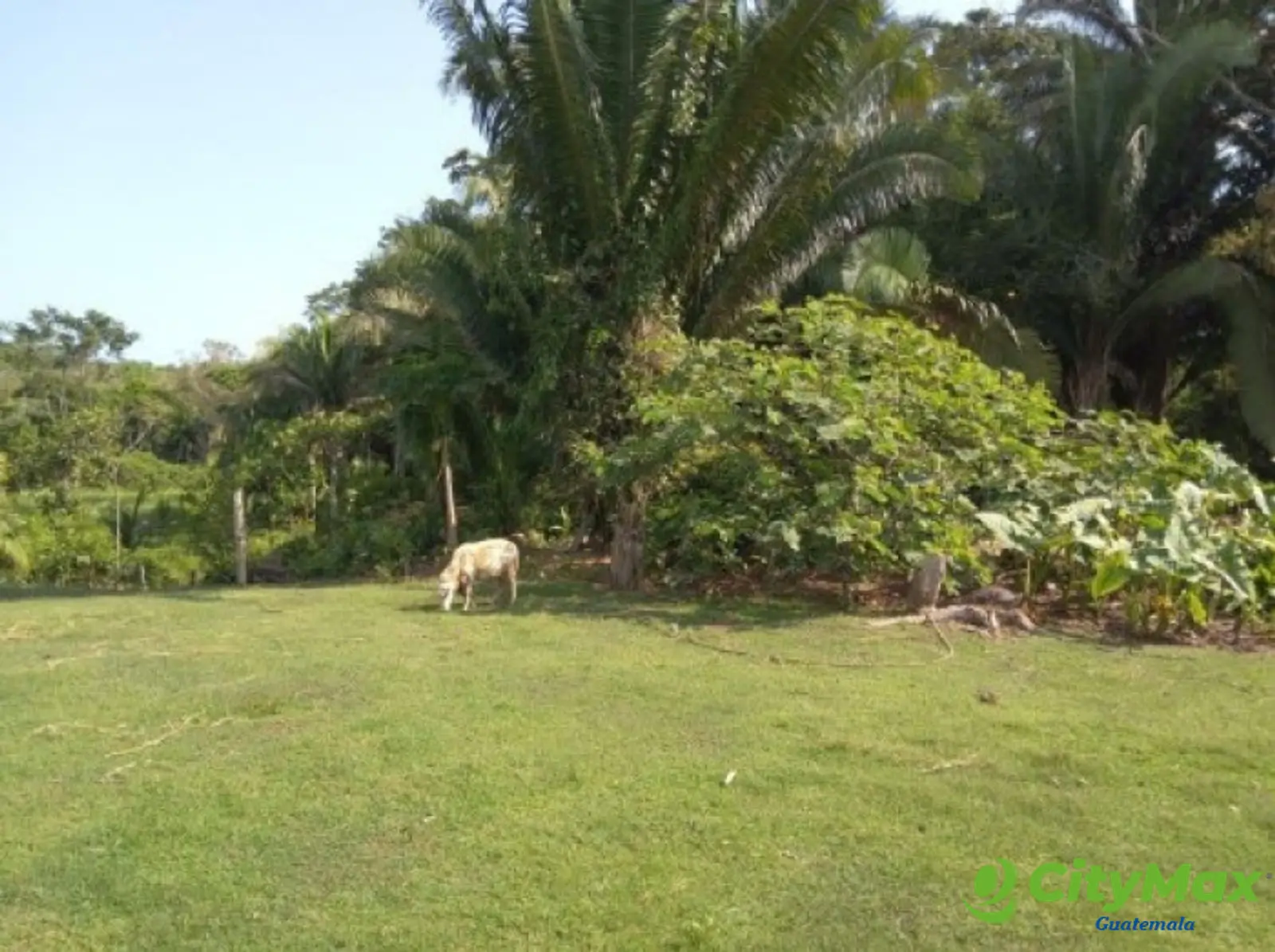 11 Manzanas Con Casa En Venta Punta de Palma, Izabal - foto 19