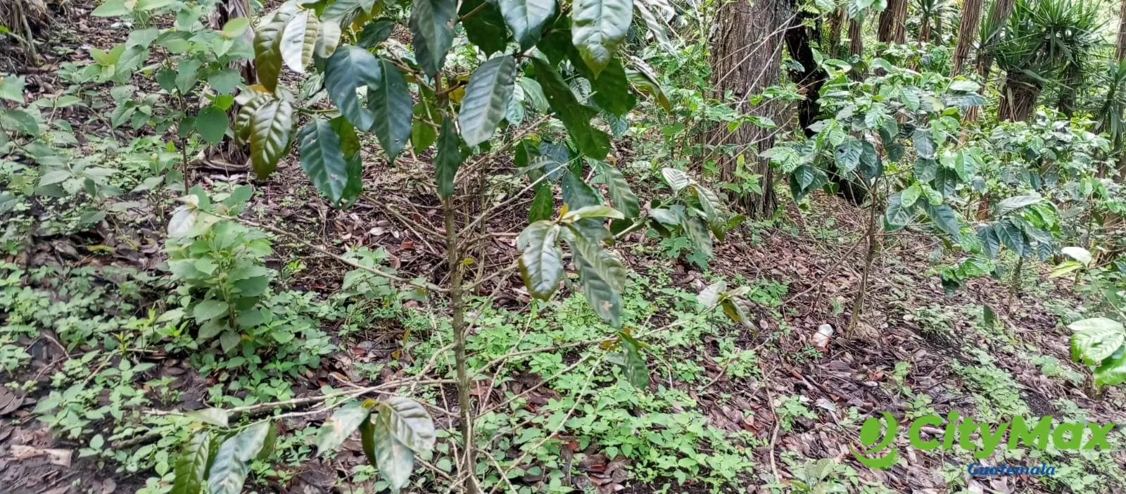 Terreno en venta para desarrollo comercial en Amatitlán - foto 2