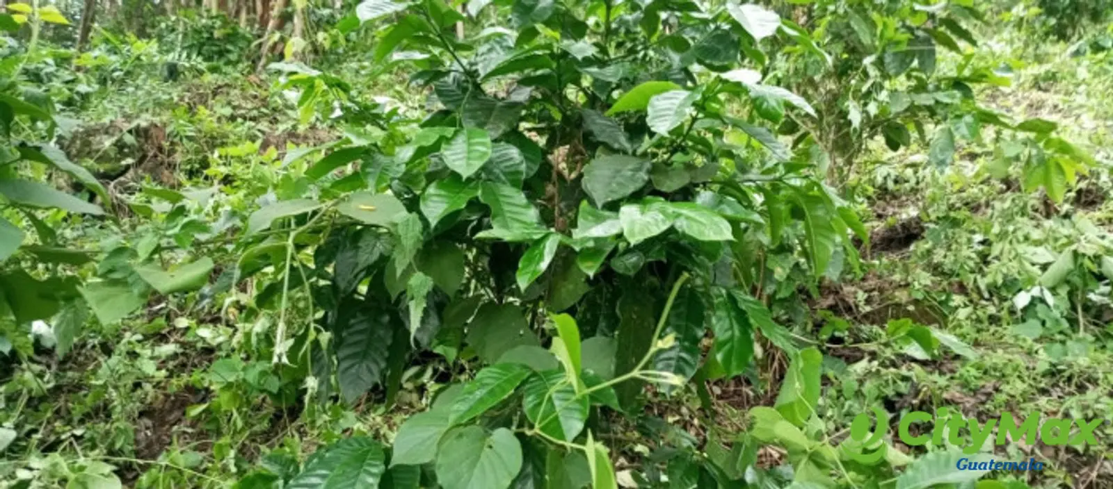 Terreno en venta para desarrollo comercial en Amatitlán - foto 7
