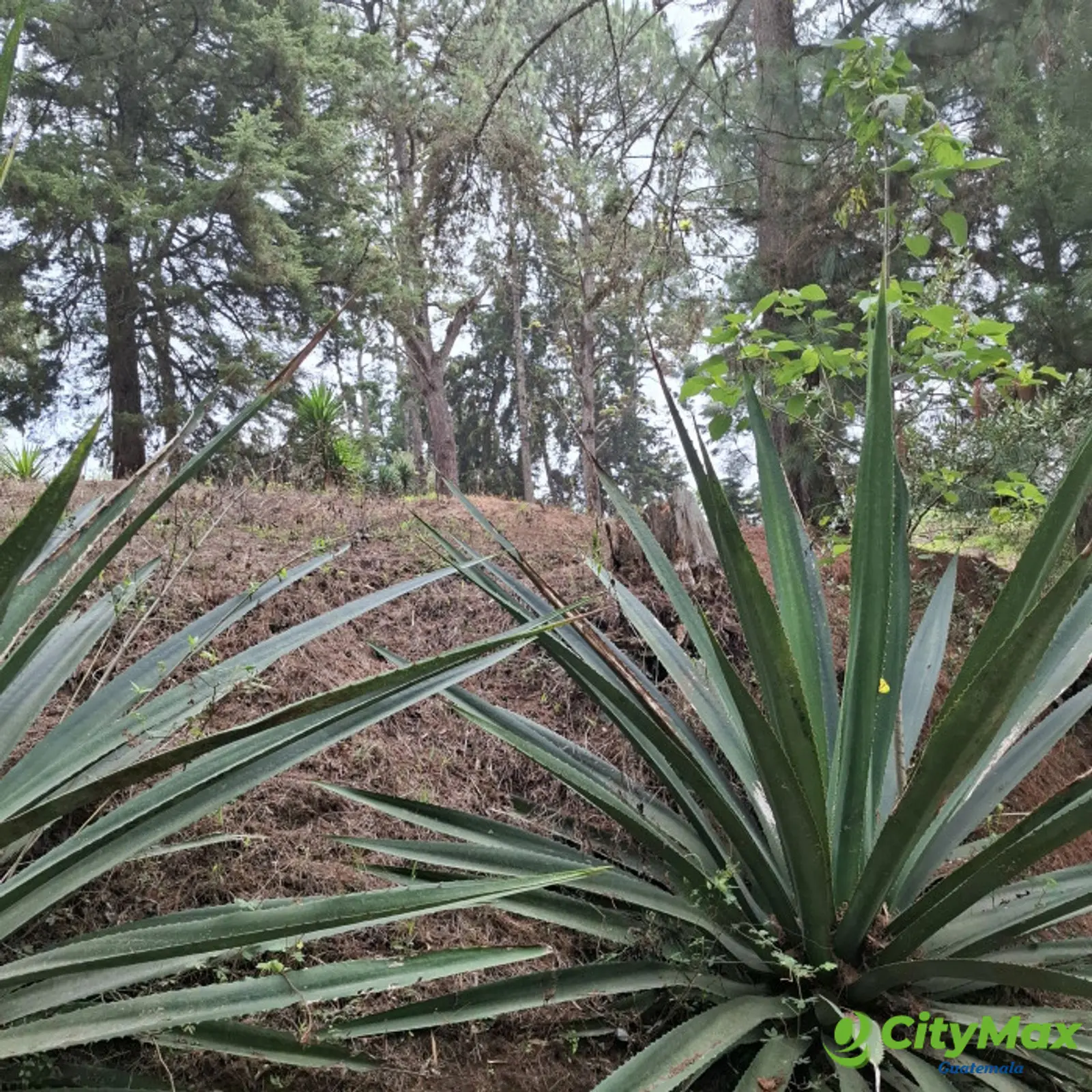 En Venta Terreno en Villa Ecuestre El Pulté Guatemala - foto 6