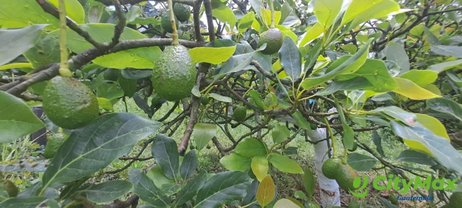 Terreno 1 manzana en venta en Santiago Sacatepequez - foto 12