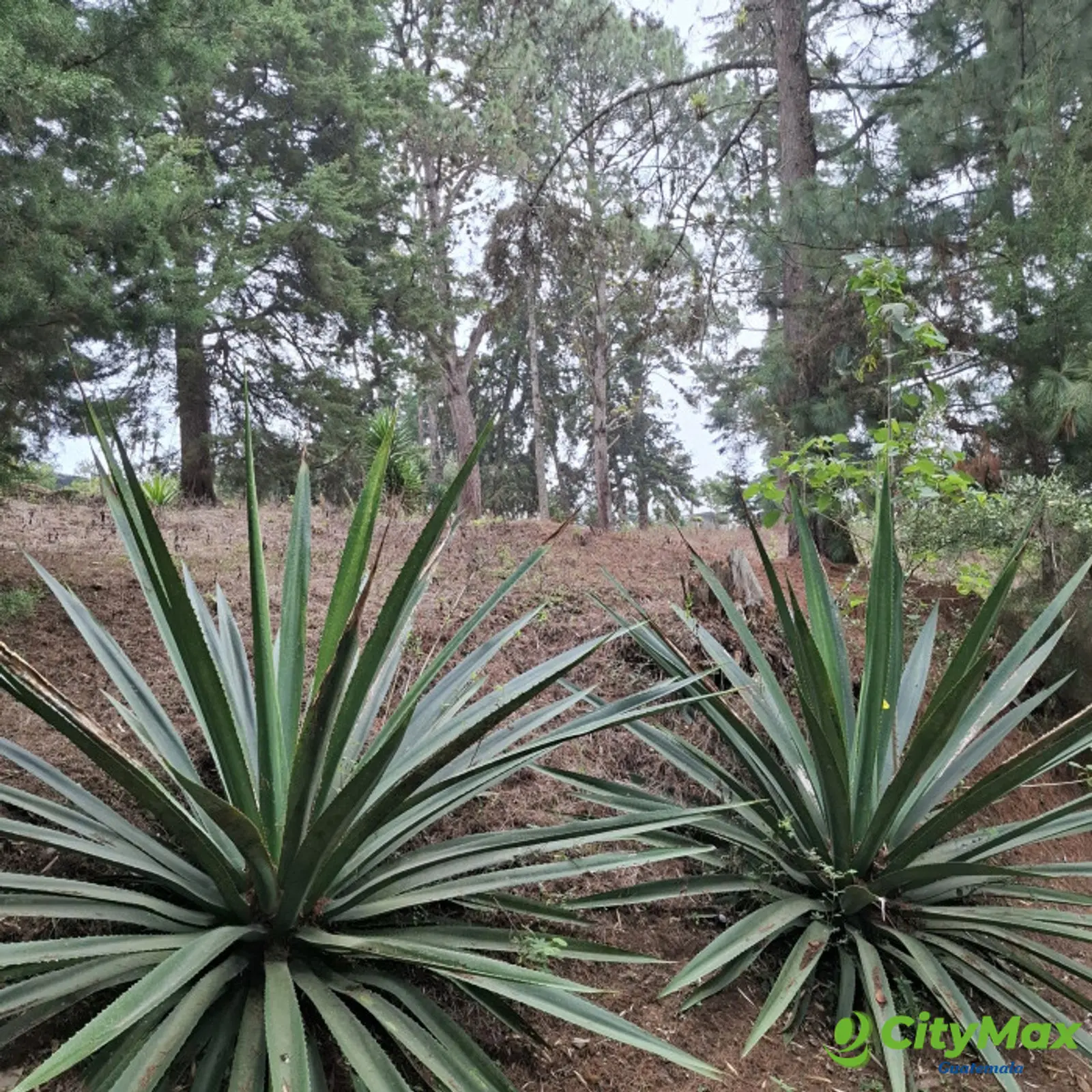 Terreno en Venta en Zona 16 El Pulté Guatemala - foto 2