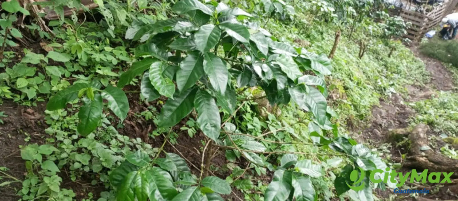 Terreno en venta para desarrollo comercial en Amatitlán - foto 5